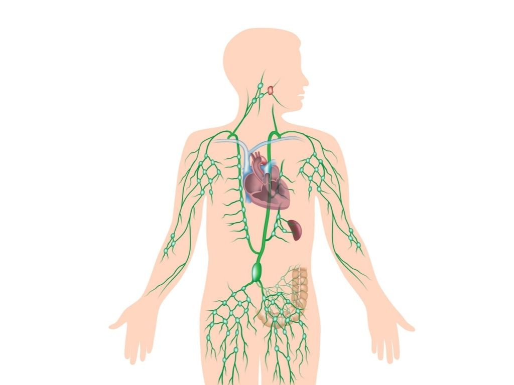 układ limfatyczny