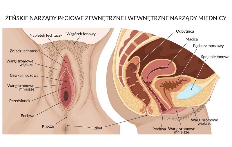 żeńskie narządy płciowe zewnętrzne